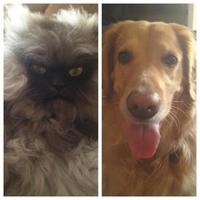 Colonel Meow