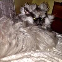 Colonel Meow