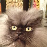 Colonel Meow