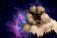 Colonel Meow