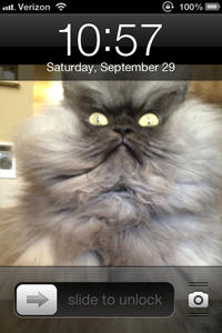 Colonel Meow