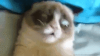 Grumpy Cat