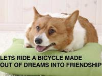 Dogs