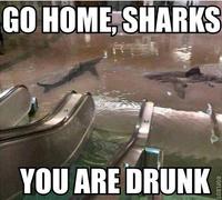 Go Home, You Are Drunk