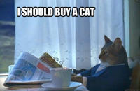 I Should Buy a Boat Cat