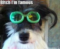 Dogs