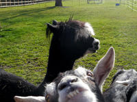 Photobombing