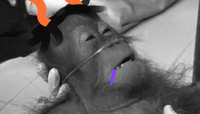 Dying Orangutan