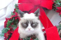 Grumpy Cat