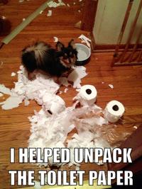Dogs