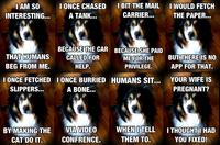 Dogs