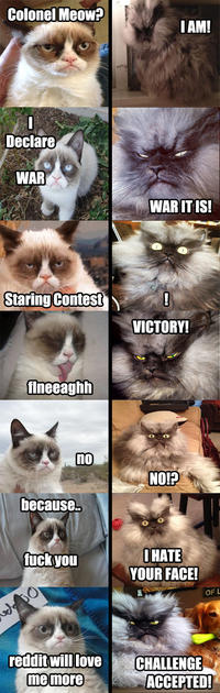 Grumpy Cat