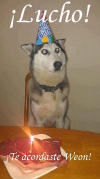 Oye Lucho, El perro del lucho
