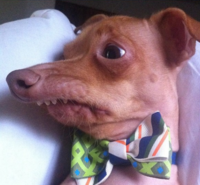 Dogs