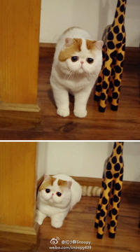 Snoopy the Cat