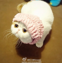 Snoopy the Cat