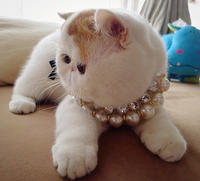 Snoopy the Cat
