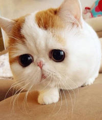 Snoopy the Cat