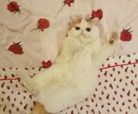Snoopy the Cat