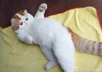Snoopy the Cat