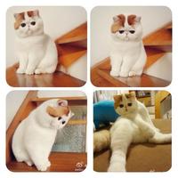 Snoopy the Cat