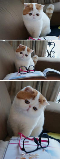 Snoopy the Cat