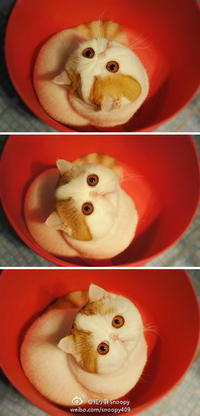 Snoopy the Cat