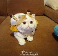 Snoopy the Cat