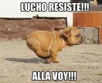 Oye Lucho, El perro del lucho