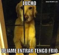Oye Lucho, El perro del lucho