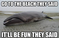 Advice Animals