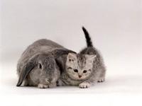 Cute Animals