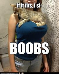 If It Fits I Sits
