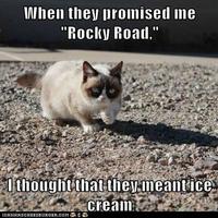 Grumpy Cat