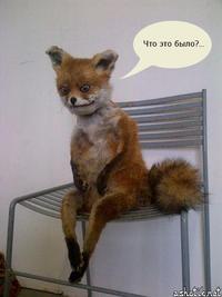 Stoned Fox (Упоротая лиса)