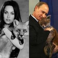 Stoned Fox (Упоротая лиса)