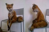 Stoned Fox (Упоротая лиса)