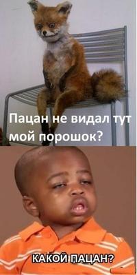 Stoned Fox (Упоротая лиса)
