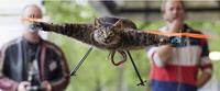Orvillecopter / Helicopter Cat