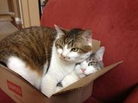 Cats