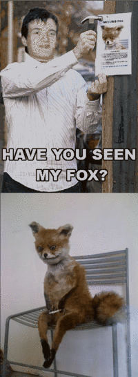 Stoned Fox (Упоротая лиса)