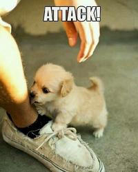 Cute Animals
