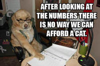 Dogs
