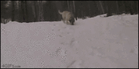 Dogs