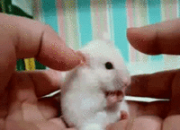 Cute Animals