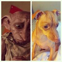 Dogs