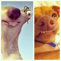 Dogs