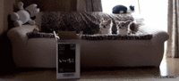 Cats
