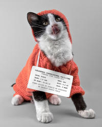 LOLcats