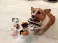 Dogs